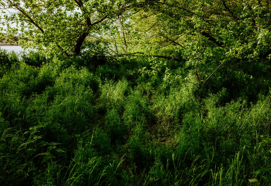 Cedar cleared from a limestone glade edge with the oak canopy left standing