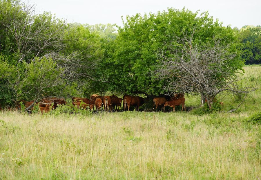Reclaimed Ozarks grazing pasture with a cleared fence line ready for new wire